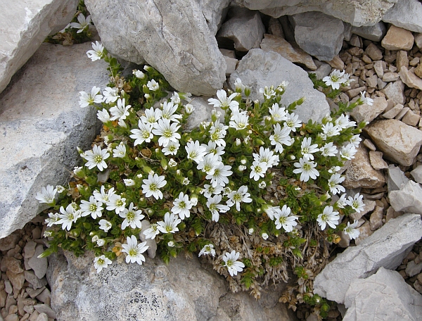 Cerastium thomasii